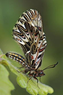 Festoon Prints: Southern Festoon (Zerynthia polyxena) adult, resting on leaf, Tuscany, Italy, april