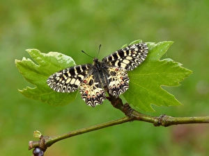 Southern Festoon (Zerynthia polyxena) adult, resting on leaves, Greece, april