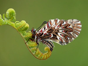 Fern Prints: Southern Festoon (Zerynthia polyxena) adult male