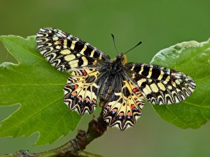 Southern Festoon (Zerynthia polyxena) adult male, resting on leaves, Peloponesos, Southern Greece, april