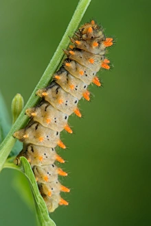 Southern Festoon (Zerynthia polyxena) caterpillar, resting on stem, Italy, June