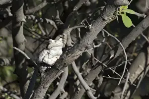 Tree Frog Prints: Southern Foam-nest Treefrog (Chiromantis xerampelina) adult