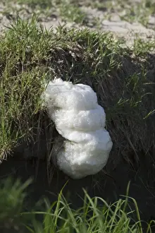 Southern Foam-nest Treefrog (Chiromantis xerampelina) foam nest on stream bank, Savute, Chobe N. P. Botswana