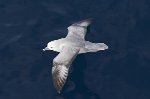 Antarctic Prints: Southern Fulmar (Fulmarus glacialoides) adult