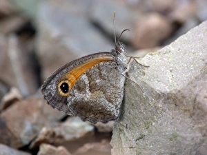Andalucia Prints: Southern Gatekeeper (Pyronia cecilia) adult, resting on rock, Andalucia, Spain, May