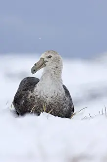 Southern Giant-petrel (Macronectes giganteus) adult, sitting on snow, Half Moon Island, South Shetland Islands, Antarctica, november