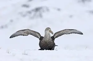 Southern Giant-petrel (Macronectes giganteus) adult, with wings spread, sitting on snow, Half Moon Island, South Shetland Islands, Antarctica, november