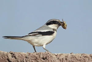Grasshopper Prints: Southern Grey Shrike (Lanius meridionalis) adult