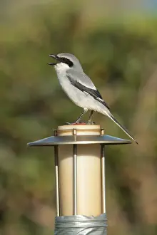 Southern Grey Shrike (Lanius meridionalis) adult male, singing, perched on light, Caleta de Fustes, Fuerteventura