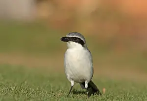 Southern Grey Shrike (Lanius meridionalis) adult male, standing on grass, Caleta de Fustes, Fuerteventura