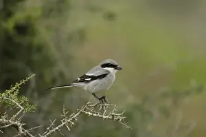 Macaronesia Prints: Southern Grey Shrike (Lanius meridionalis koenigi) adult