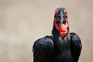 Southern Ground Hornbill (Bucorvus leadbeateri) adult, close-up of head and neck, Masai Mara, Kenya
