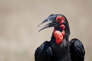 Southern Ground Hornbill (Bucorvus leadbeateri) adult, close-up of head and neck, Masai Mara, Kenya
