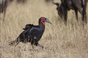 Southern Ground Hornbill (Bucorvus leadbeateri) adult, foraging amongst Blue Wildebeest (Connochaetus taurinus)