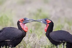 Mara Prints: Southern Ground Hornbill (Bucorvus leadbeateri) adult pair