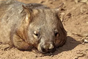 Australia Prints: Southern Hairy-nosed Wombat (Lasiorhinus latifrons) adult