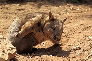 Marsupials Prints: Southern Hairy-nosed Wombat (Lasiorhinus latifrons) adult