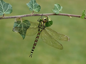 Odonata Prints: Southern Hawker (Aeshna cyanea) adult female