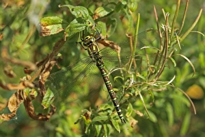 Southern Hawker (Aeshna cyanea) adult female, resting on leaf, Whitlingham, The Broads, Norfolk, England, august