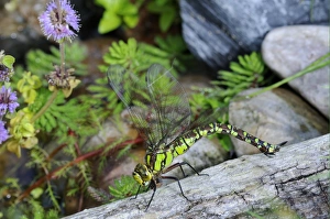 Southern Hawker (Aeshna cyanea) adult female, laying eggs in log at edge of water, Oxfordshire, England, september
