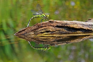 Southern Hawker (Aeshna cyanea) adult female, laying eggs in partially submerged rotting wood, Oxfordshire, England