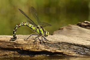 Southern Hawker (Aeshna cyanea) adult female, laying eggs in partially submerged rotting wood, Oxfordshire, England