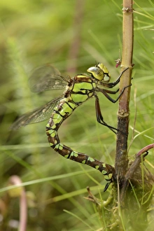 Southern Hawker (Aeshna cyanea) adult female, laying eggs in Water Mint (Mentha aquatica) stem, Oxfordshire, England