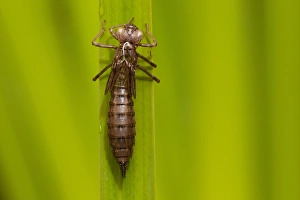 Odonata Prints: Southern Hawker (Aeshna cyanea) exuvia, shedded nymphal skin, Norfolk, England, July
