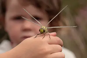 Hand Prints: Southern Hawker (Aeshna cyanea) freshly emerged adult