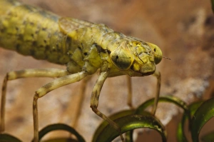 Larva Prints: Southern Hawker (Aeshna cyanea) nymph