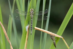 Larval Prints: Southern Hawker (Aeshna cyanea) teneral adult