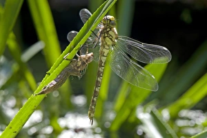 Pond Prints: Southern Hawker Dragonfly, Aeshna cyanea