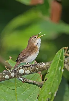 Saint Lucia Prints: Southern House Wren (Troglodytes musculus mesoleucus) adult
