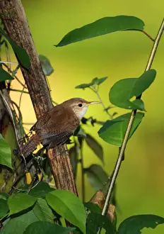Southern House Wren (Troglodytes musculus mesoleucus) adult, perched on branch, Fond Doux Plantation, St