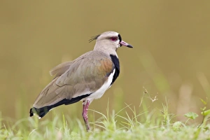 West Indian Prints: Southern Lapwing (Vanellus chilensis) adult