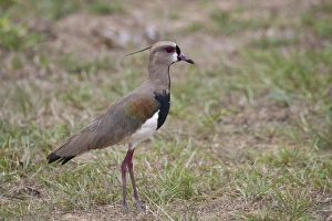 Plovers Prints: Southern Lapwing (Vanellus chilensis) adult