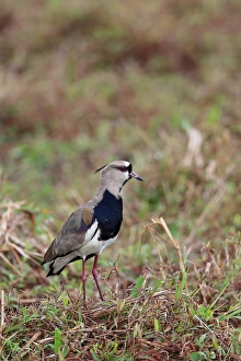 Southern Lapwing (Vanellus chilensis) adult, standing on vegetation, Trinidad, Trinidad and Tobago, April