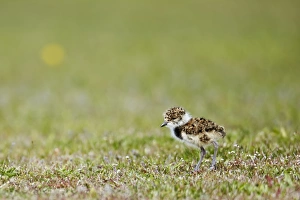 Plovers Prints: Southern Lapwing (Vanellus chilensis) chick