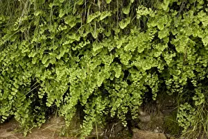Site Prints: Southern Maidenhair Fern (Adiantum capillus-veneris) growing at native site on wet tufa