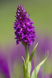 Southern Marsh Orchid (Dactylorhiza praetermissa) flowering, Gibraltar Point N. N. R. Lincolnshire, England, june