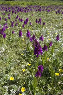 Southern Marsh Orchid (Dactylorhiza praetermissa) flowering mass, growing in habitat, Gibralter Point N. N. R. Lincolnshire, England, june