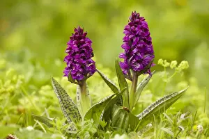 Southern Marsh Orchid (Dactylorhiza praetermissa) two flowerspikes, Rila Mountains, Bulgaria, june