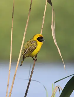 Stem Prints: Southern Masked Weaver (Ploceus velatus) adult male, perched on reed stem, South Africa