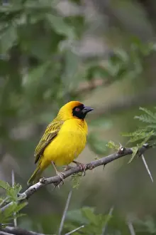 Southern Masked Weaver (Ploceus velatus) adult male, perched on twig, Pilanesberg N. P. North West Province, South Africa