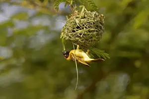 Southern Masked Weaver (Ploceus velatus) adult male, building hanging nest, Lusaka, Zambia, September