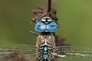 Odonata Prints: Southern Migrant Hawker (Aeshna affinis) adult male