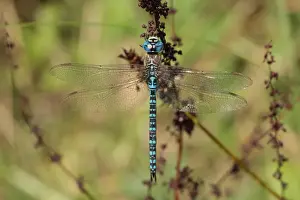 Southern Migrant Hawker (Aeshna affinis) adult male, resting, formerly an extreme vagrant to Britain
