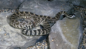Southern Pacific Rattlesnake