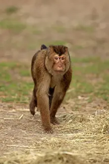Primates Prints: Southern Pig-tailed Macaque (Macaca nemestrina) adult female, walking on ground (captive)