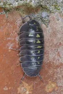 Isopoda Prints: Southern Pill Woodlouse (Armadillidium depressum) adult